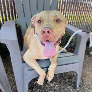 Pit Bull Terrier Dogs Available for Adoption in Oakland, California - Buster | PetCurious