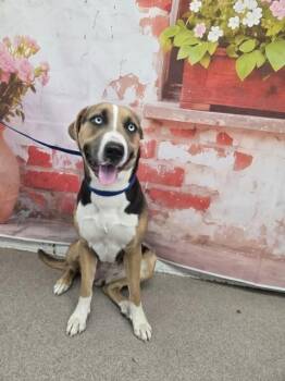 German Shepherd Dog Dogs Available for Adoption in San Bernardino, California - PENNY | PetCurious