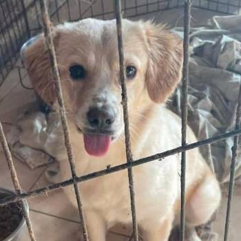 Spaniel Dogs Available for Adoption - Gina | PetCurious