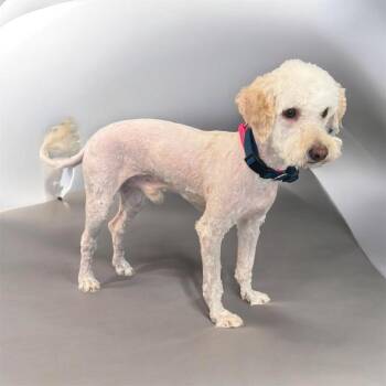 Stark -  Poodle and Bichon Frise Dog for Adoption in Phoenix, Arizona - Stark | PetCurious