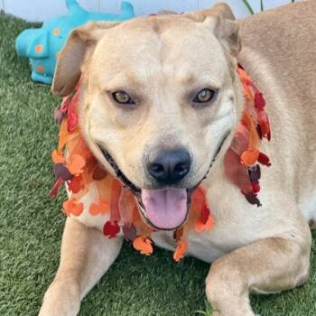 Rescue Labrador Retriever and Mixed Breed Dogs for Adoption in Largo, Florida - Goldilocks | PetCurious