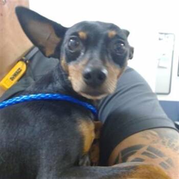 VADER -  Miniature Pinscher Dog Available for Adoption in Doral, Florida - VADER | PetCurious