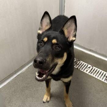 Shepherd Dogs Available for Adoption in Des Moines, Iowa - Max | PetCurious