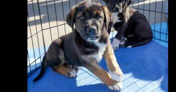 Great Pyrenees and German Shepherd Dog Dogs Available for Adoption in Dallas, Texas - Gem Stones: Opal | PetCurious