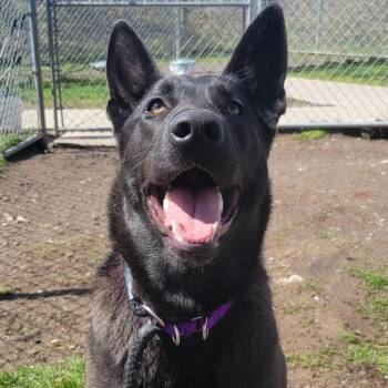 German Shepherd Dog Dogs Available for Adoption in Cooperstown, New York - Peanut | PetCurious