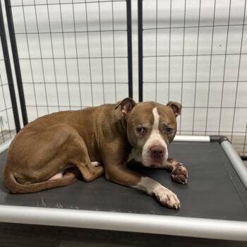 Terrier Dogs Available for Adoption in St. Louis, Missouri - Kitt | PetCurious