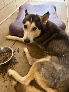 Aspen -  Siberian Husky Dog for Adoption in Bossier City, Louisiana - Aspen | PetCurious