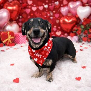 Dachshund Dogs Available for Adoption - Sissy | PetCurious