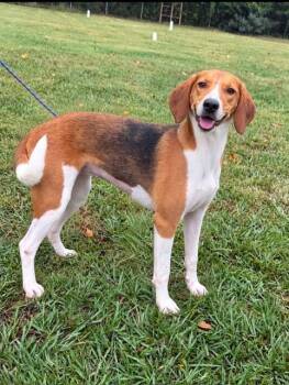 Aspen- Sweetest hound girl looking for her hero. -  Hound Dog for Adoption in Conway, South Carolina - Aspen- Sweetest Hound Girl Looking For Her Hero. | PetCurious