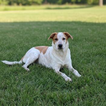 Cash -  Beagle and Australian Cattle Dog Blue Heeler Dog for Adoption in Longview, Texas - Cash | PetCurious
