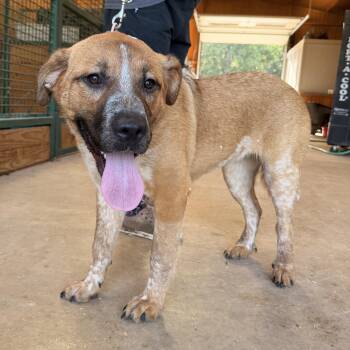 Cindy -  Hound Dog for Adoption in Sadler, Texas - Cindy | PetCurious