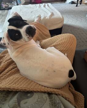 Pit Bull Terrier Dogs Available for Adoption in Roseville, California - Denver | PetCurious