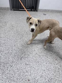 Terrier and Mixed Breed Dogs Available for Adoption in Gastonia, North Carolina - Big Al | PetCurious
