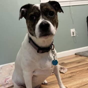Jack Russell Terrier and Mixed Breed Dogs Available for Adoption - Sage | PetCurious