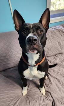 GIOVANNI -  Pit Bull Terrier Dog for Adoption in Wooster, Ohio - GIOVANNI | PetCurious