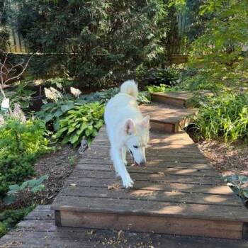 Caspar C11902 -  German Shepherd Dog and White German Shepherd Dog for Adoption - Caspar C11902 | PetCurious