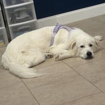 Quantico -  Great Pyrenees and Mixed Breed Dog for Adoption in Brownsboro, Alabama - Quantico | PetCurious