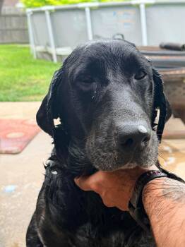 Black Labrador Retriever Dogs Available for Adoption in Inez, Texas - Harlee | PetCurious