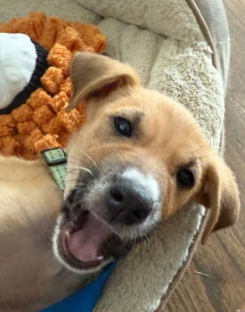 Rescue Terrier Dogs for Adoption in Bothell, Washington - Elio | PetCurious