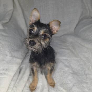 Tigger -  Chihuahua Dog for Adoption in Foley, Alabama - Tigger | PetCurious