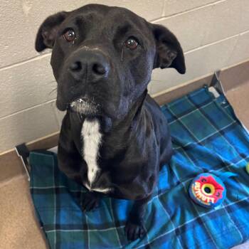 Labrador Retriever Dogs Available for Adoption in Hinesville, Georgia - Sally | PetCurious