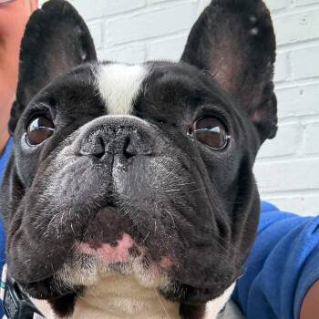 ROSCOE -  French Bulldog Dog for Adoption in Stamford, Connecticut - ROSCOE | PetCurious