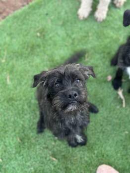 Boston Terrier and Miniature Poodle Dogs Available for Adoption - Huckleberry Finn | PetCurious