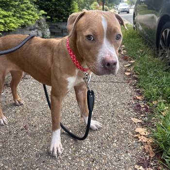 Ellie -  Pit Bull Terrier Dog for Adoption in Fredericksburg, Virginia - Ellie | PetCurious