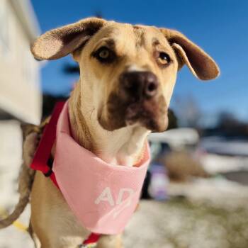 Yellow Labrador Retriever Dogs Available for Adoption - Pigeon | PetCurious