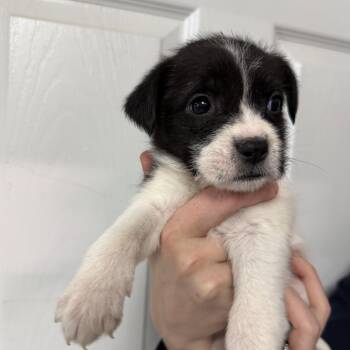 Mixed Breed Dogs Available for Adoption - Cakepop | PetCurious