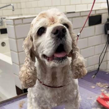 Wendell -  Cocker Spaniel Dog for Adoption in Williamsburg, Virginia - Wendell | PetCurious