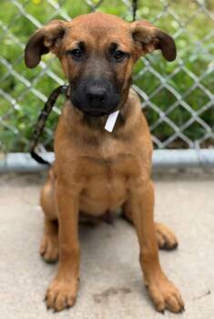 Mustard -  German Shepherd Dog and Golden Retriever Dog for Adoption in Louisville, Illinois - Mustard | PetCurious