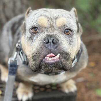 Smalls 03-2034 -  English Bulldog Dog for Adoption in Tyrone, Georgia - Smalls 03-2034 | PetCurious