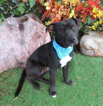 Rescue Pit Bull Terrier Dogs for Adoption in Oklahoma City, Oklahoma - CHARMING 464675 | PetCurious