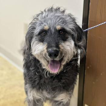 Irish Wolfhound and Standard Poodle Dogs Available for Adoption - Higby | PetCurious