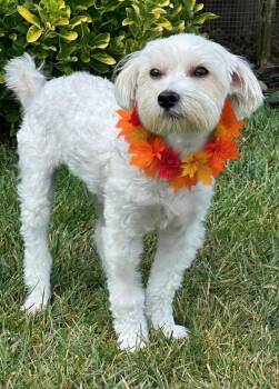 Rescue Maltese and Miniature Poodle Dogs for Adoption in Newport Beach, California - Bree | PetCurious