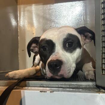 Pit Bull Terrier Dogs Available for Adoption in Newark, New Jersey - Jubileena | PetCurious