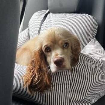 Magneto -  Cocker Spaniel Dog for Adoption in Minneapolis, Minnesota - Magneto | PetCurious
