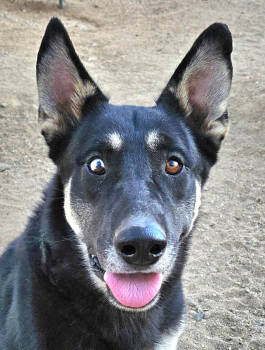 Rescue German Shepherd Dog Dogs for Adoption in Lake Forest, California - Vargo - (CP) Foster Or Adopt Me | PetCurious