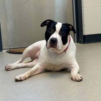 Sarabee -  Pit Bull Terrier and Mixed Breed Dog for Adoption in Wheaton, Illinois - Sarabee | PetCurious