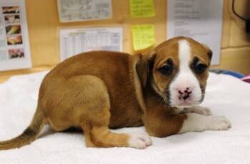 Rescue Terrier and Mixed Breed Dogs for Adoption in Picayune, Mississippi - Cinnamon | PetCurious