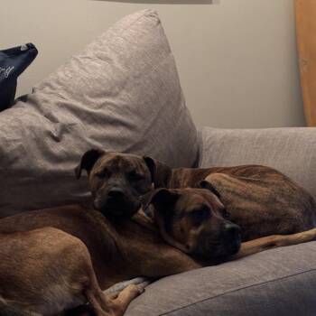 Rescue Black Mouth Cur and German Shepherd Dog Dogs for Adoption in Wilmington, North Carolina - Hank | PetCurious