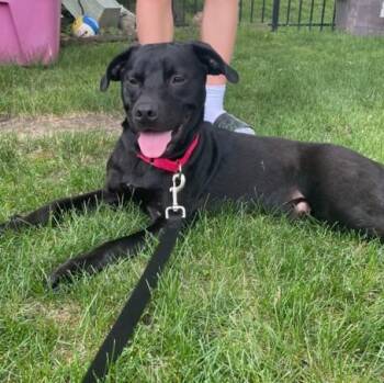 Rescue Black Labrador Retriever and Pit Bull Terrier Dogs for Adoption in Lemont, Illinois - Luther | PetCurious