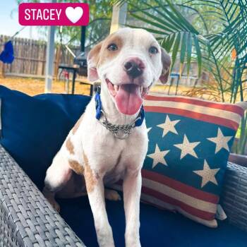 Stacey -  Terrier Dog for Adoption in Plainfield, Connecticut - Stacey | PetCurious