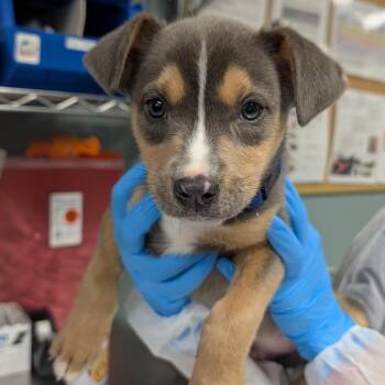 American Staffordshire Terrier Dogs Available for Adoption in Greenville, South Carolina - Chewbarka | PetCurious