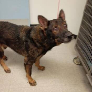 CHASE(REAL NAME) 26-10-010 -  German Shepherd Dog Dog for Adoption in Bastrop, Texas - CHASE(REAL NAME) 26-10-010 | PetCurious