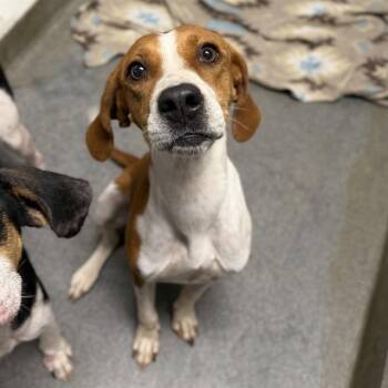 THELMA -  Treeing Walker Coonhound and Mixed Breed Dog for Adoption - THELMA | PetCurious
