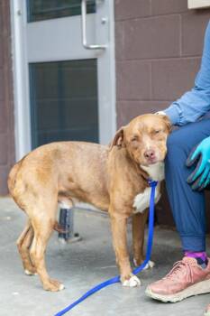 Hahssan -  Mixed Breed Dog for Adoption in Chamblee, Georgia - Hahssan | PetCurious