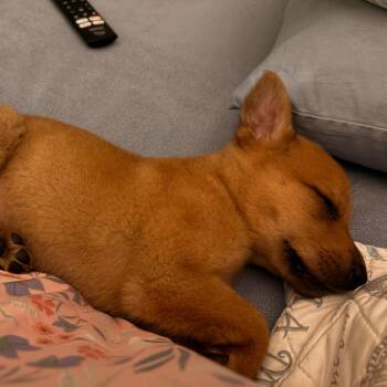 Mixed Breed Dogs Available for Adoption in Raleigh, North Carolina - Samson | PetCurious