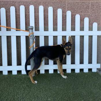 HUCK -  German Shepherd Dog and Mixed Breed Dog for Adoption in Modesto, California - HUCK | PetCurious